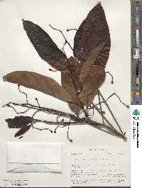 Nectandra globosa image