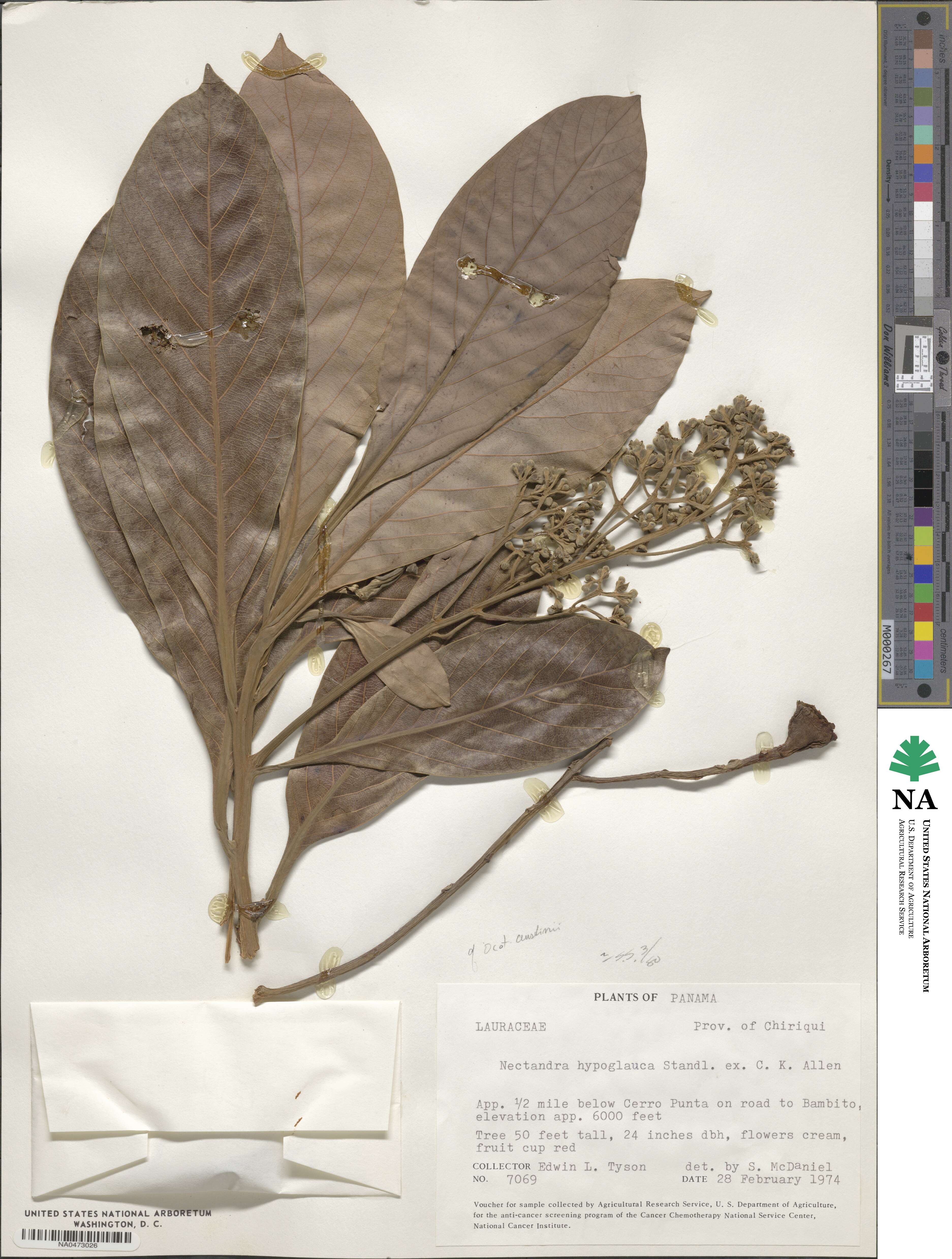 Ocotea glaucosericea image