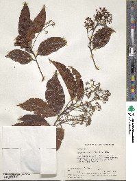 Damburneya purpurea image