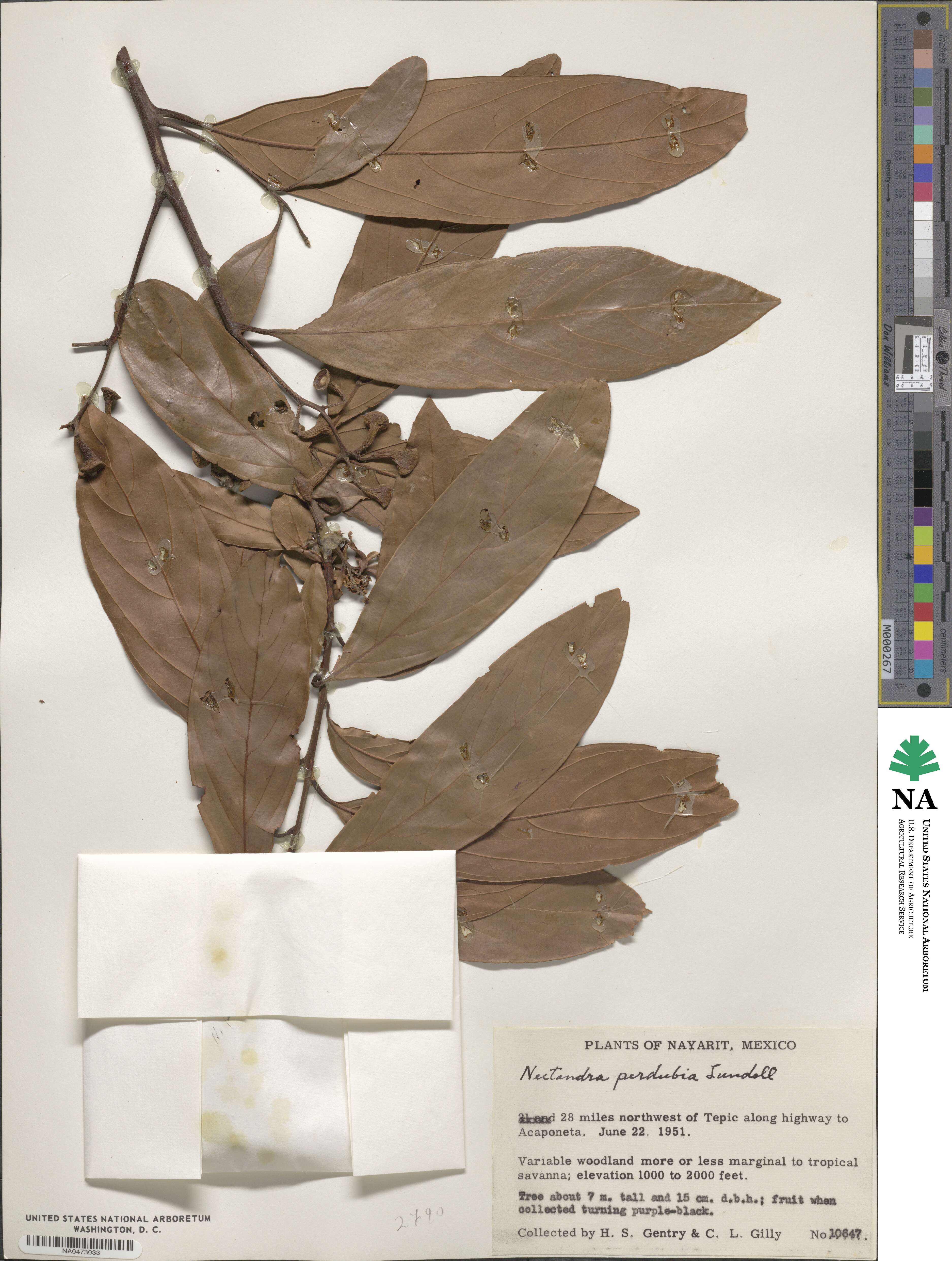 Damburneya nitida image