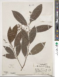 Nectandra sanguinea image
