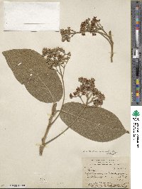 Ocotea sinuata image