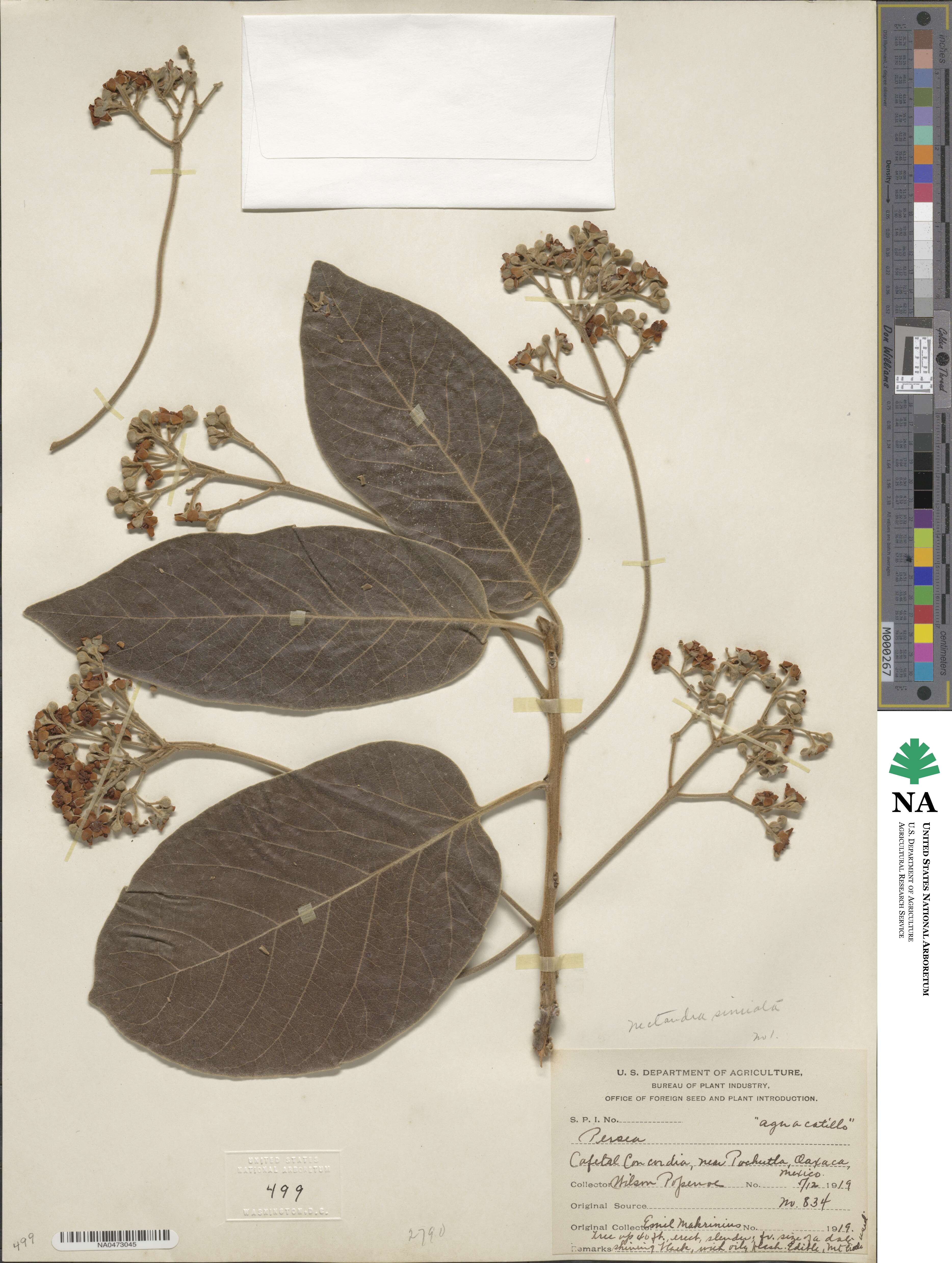 Ocotea sinuata image