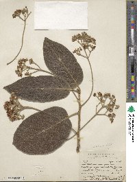 Ocotea sinuata image