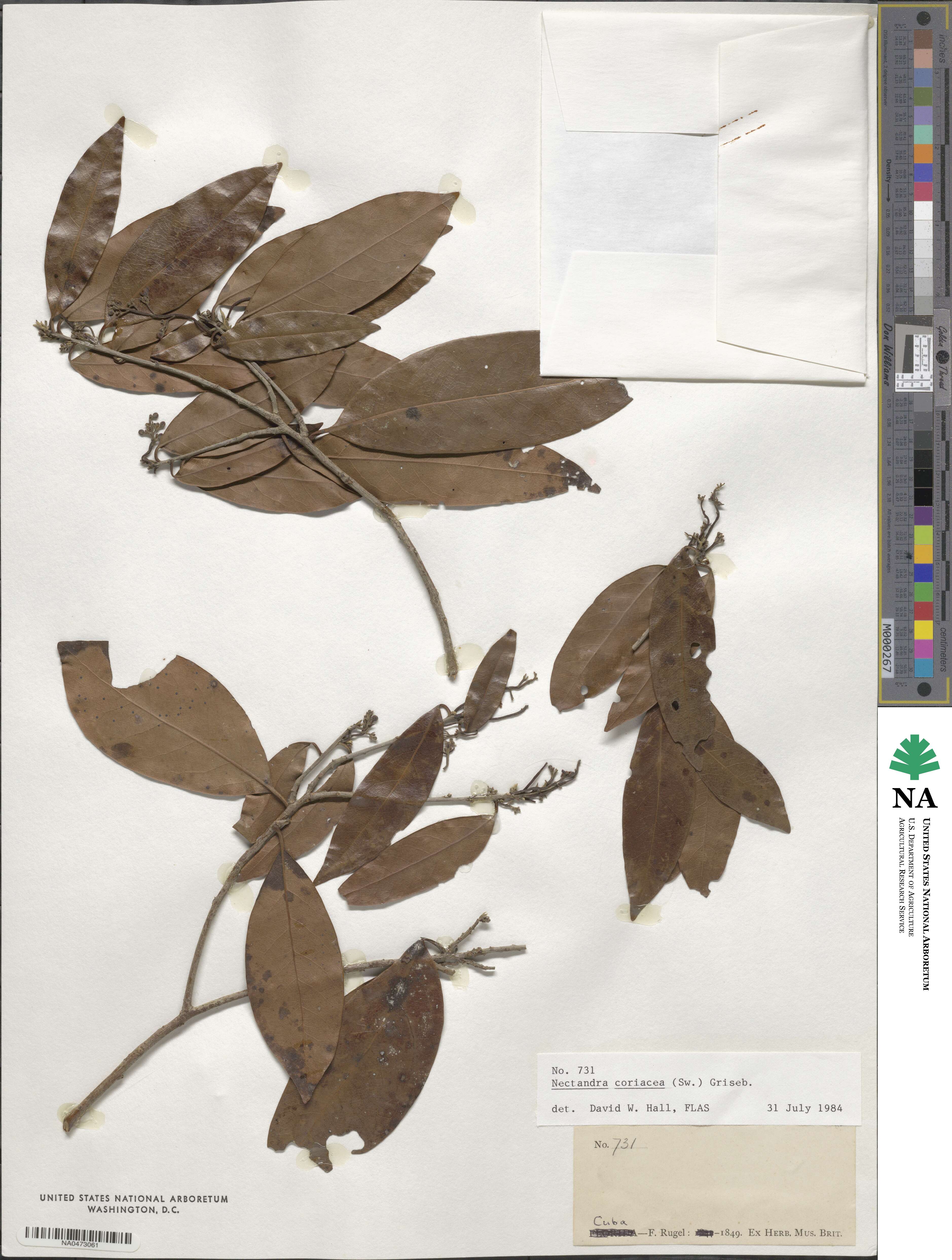 Nectandra coriacea image