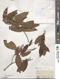 Nectandra coriacea image