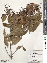 Nectandra coriacea image