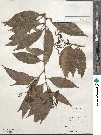 Nectandra coriacea image