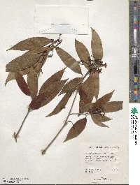 Nectandra coriacea image