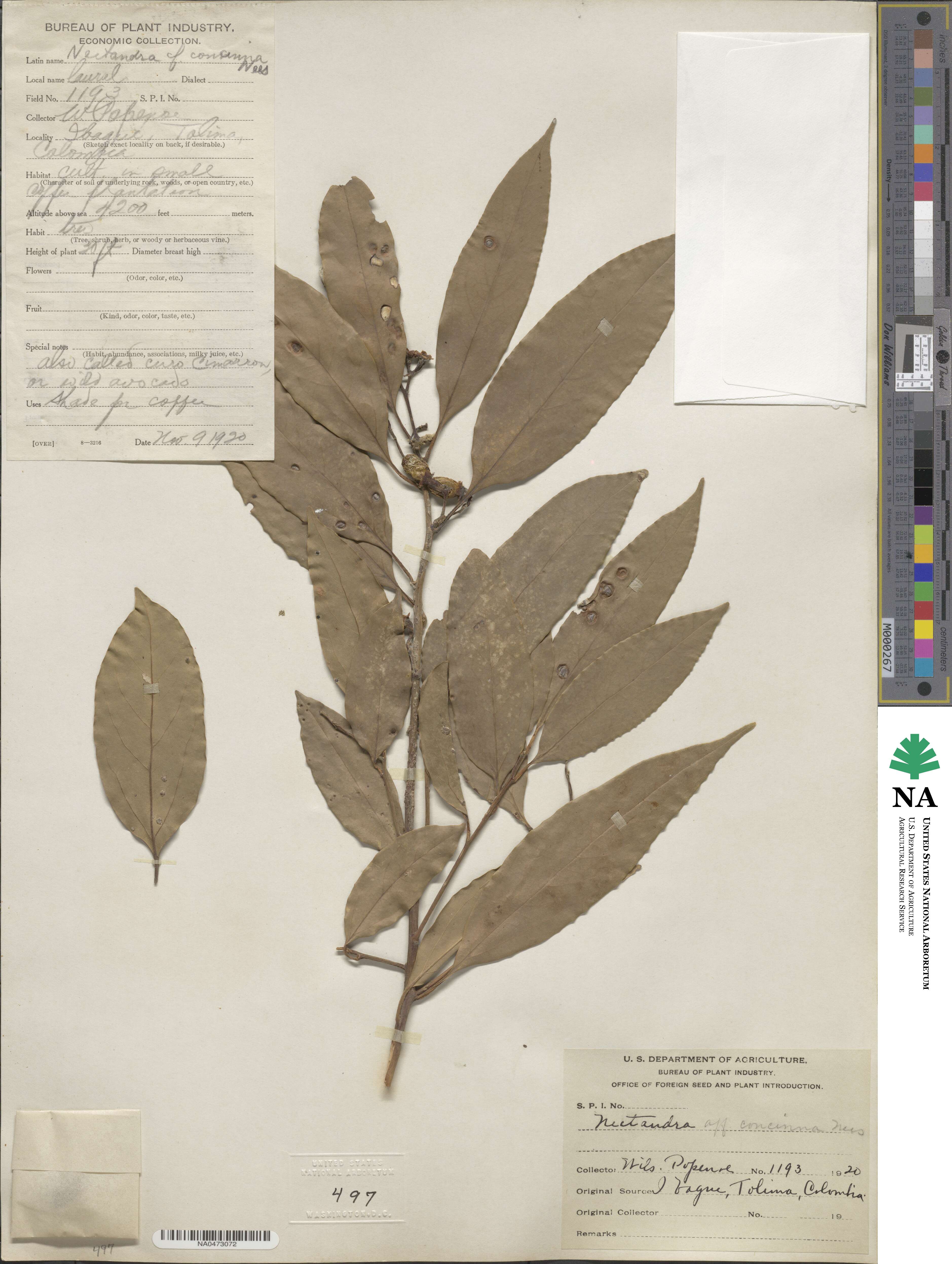 Nectandra turbacensis image