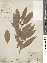 Nectandra turbacensis image