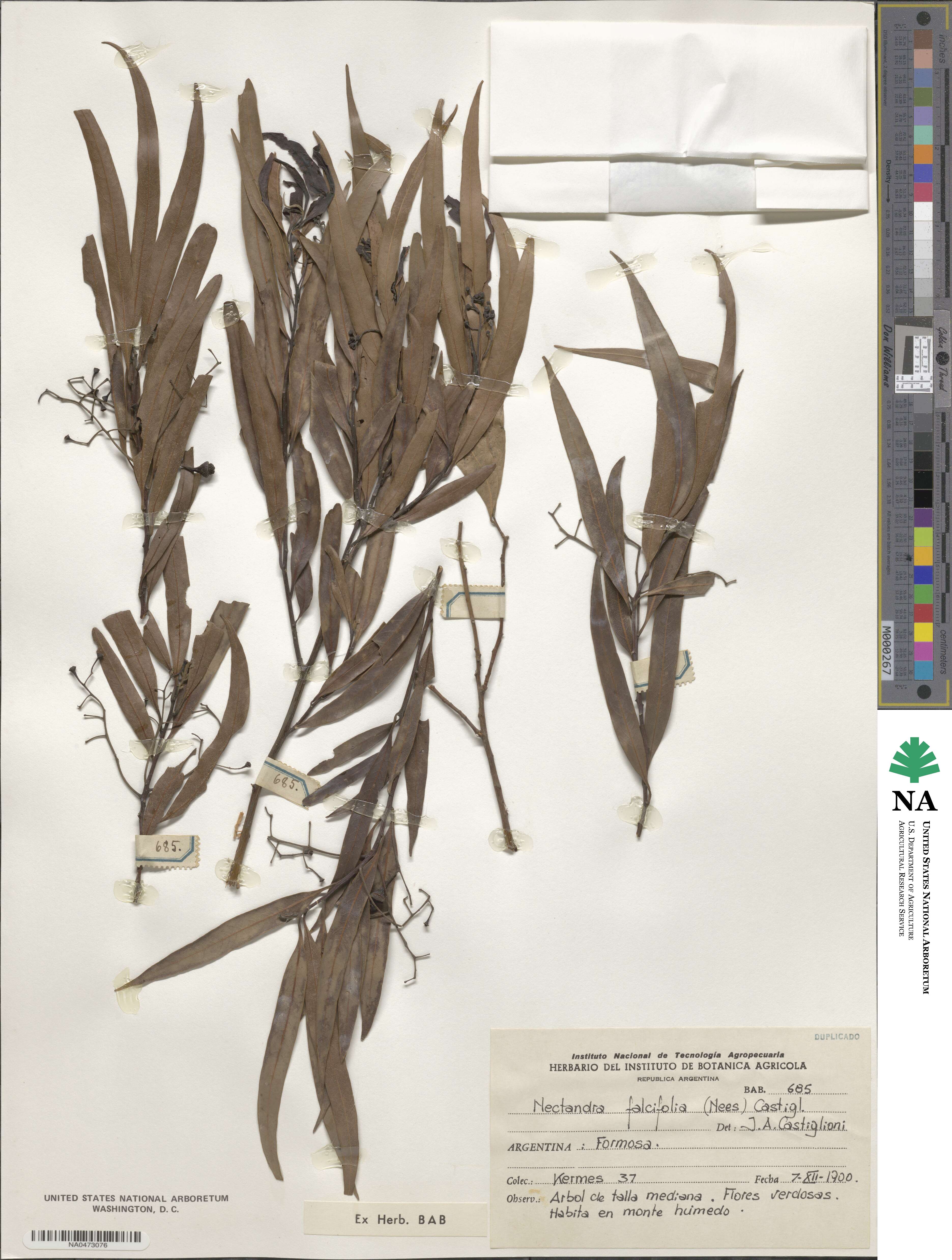 Nectandra angustifolia image