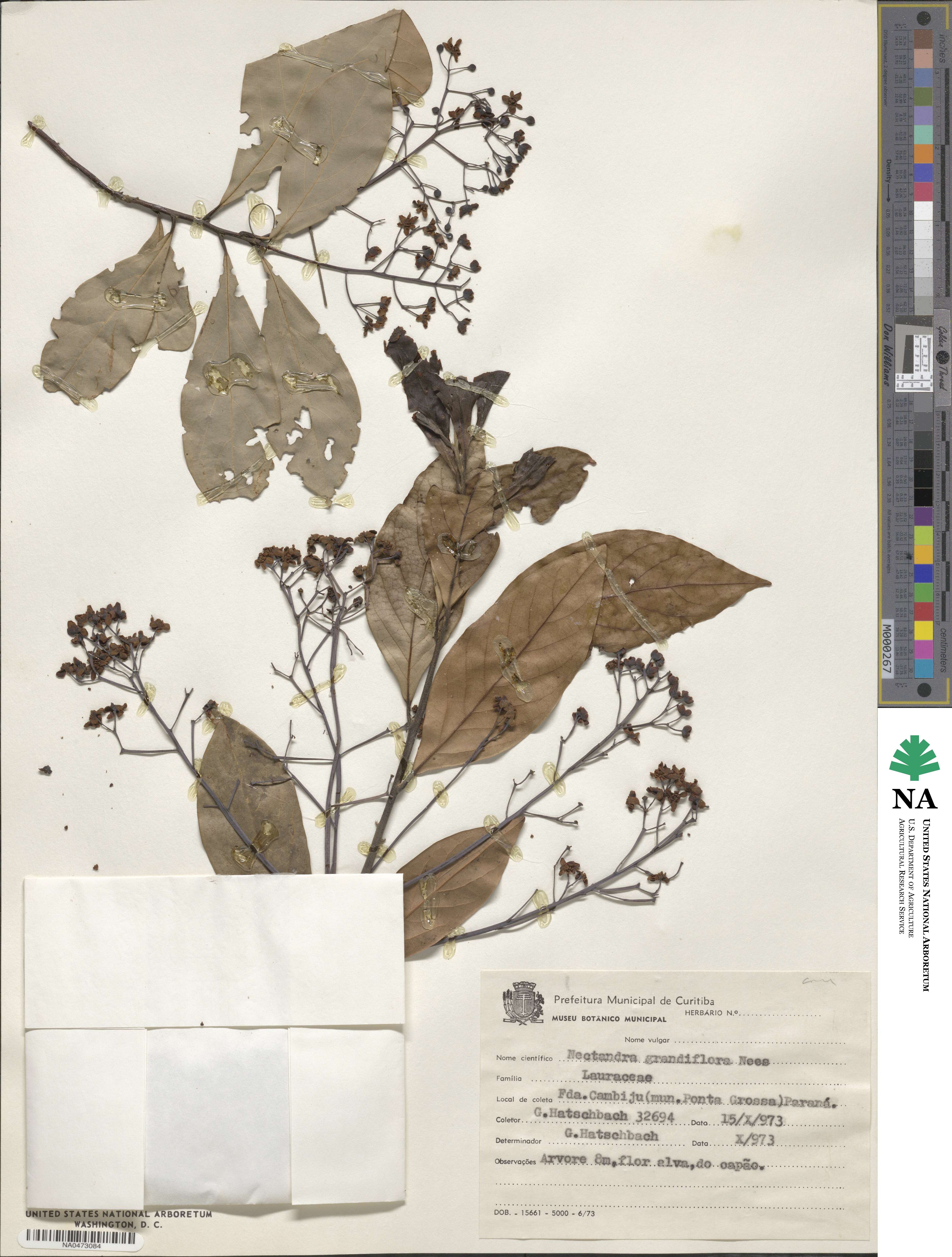 Nectandra grandiflora image