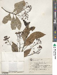 Nectandra grandiflora image