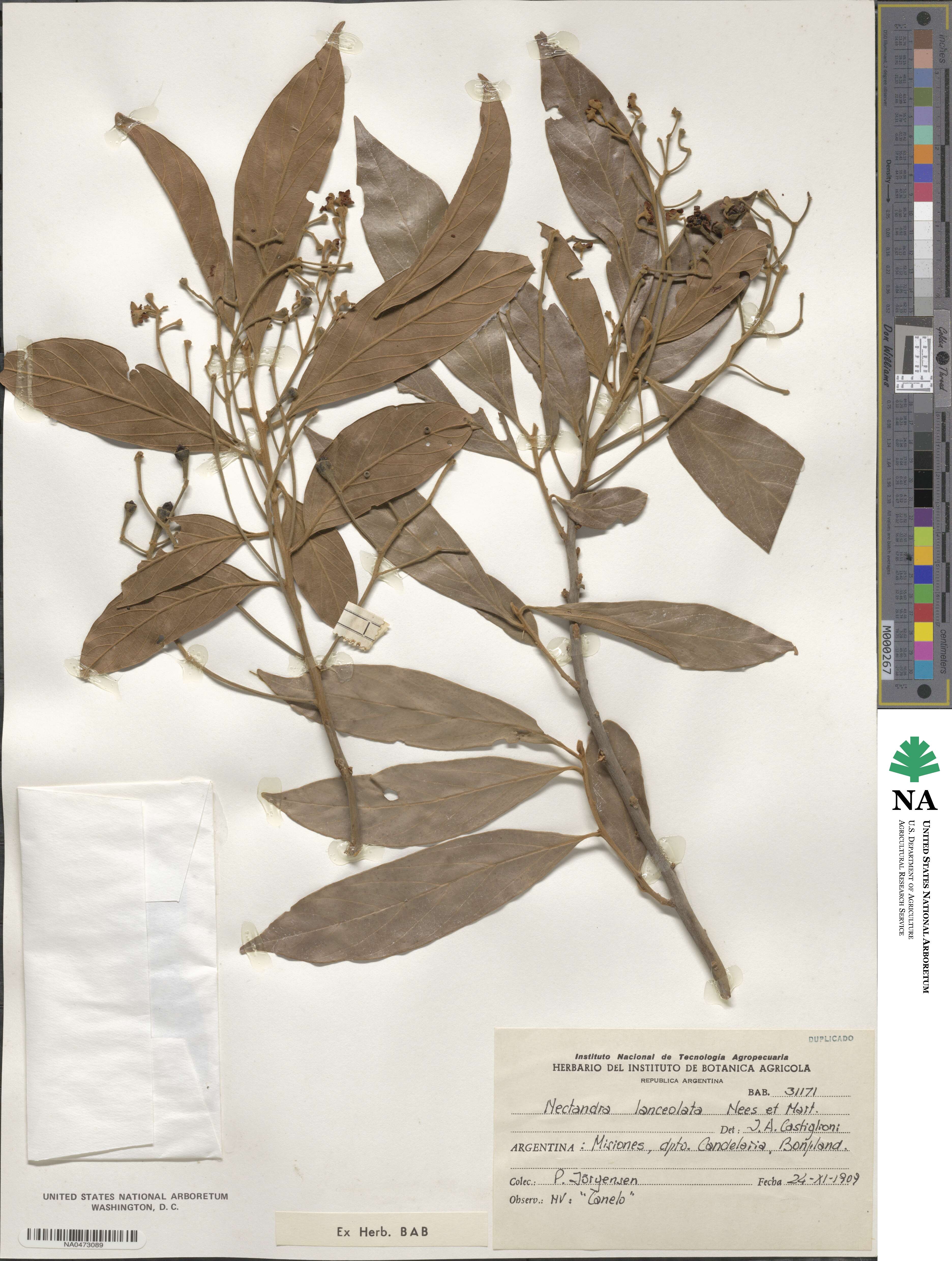 Nectandra lanceolata image