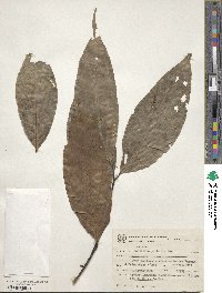 Nectandra pichurim image