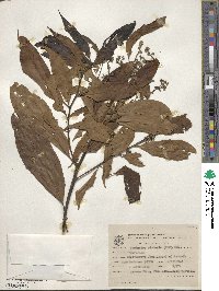 Nectandra pichurim image