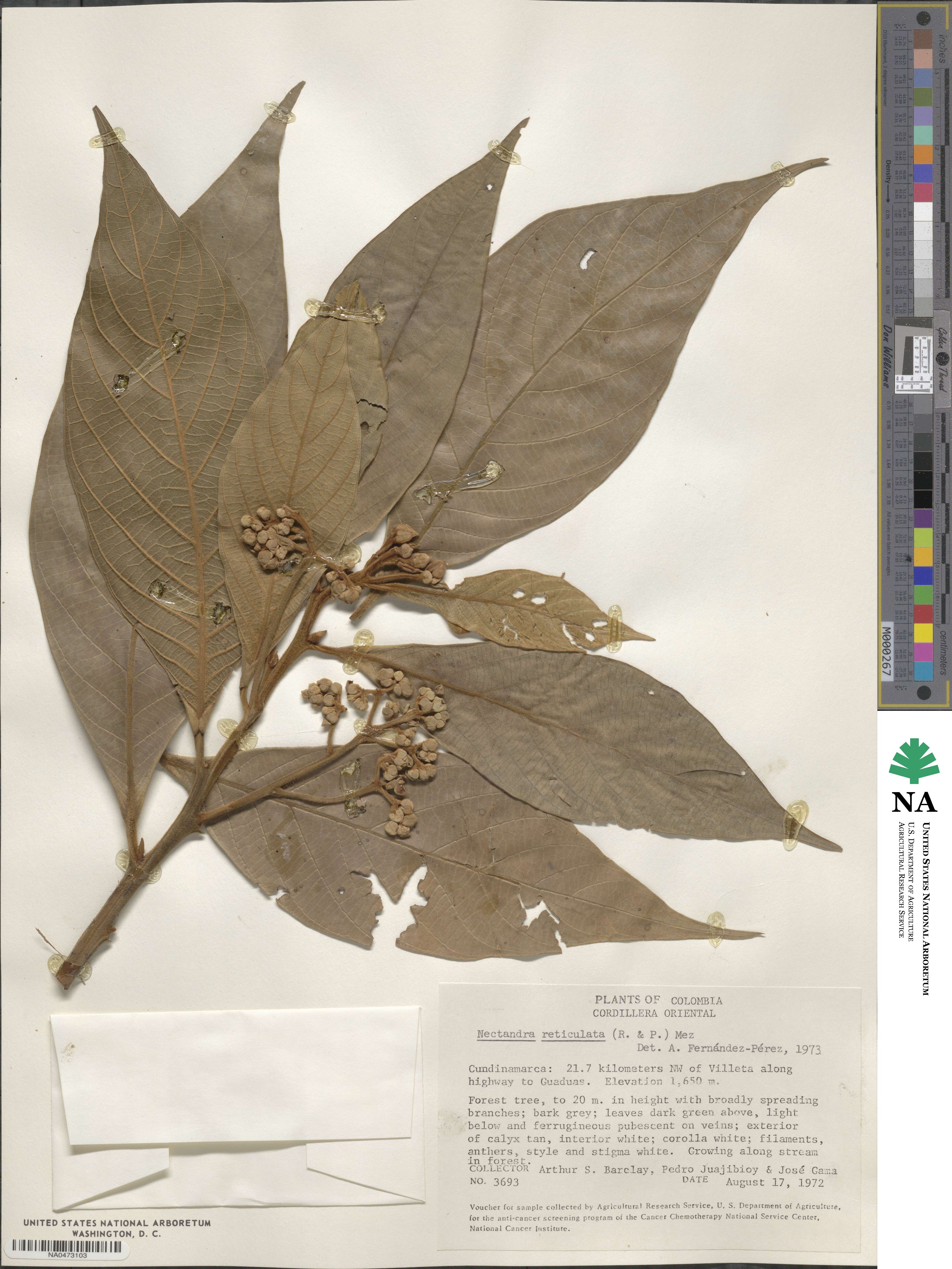 Nectandra villosa image