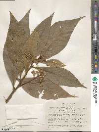 Nectandra villosa image