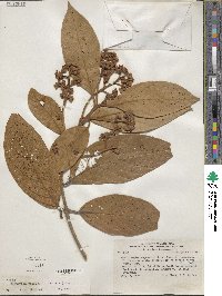 Nectandra villosa image