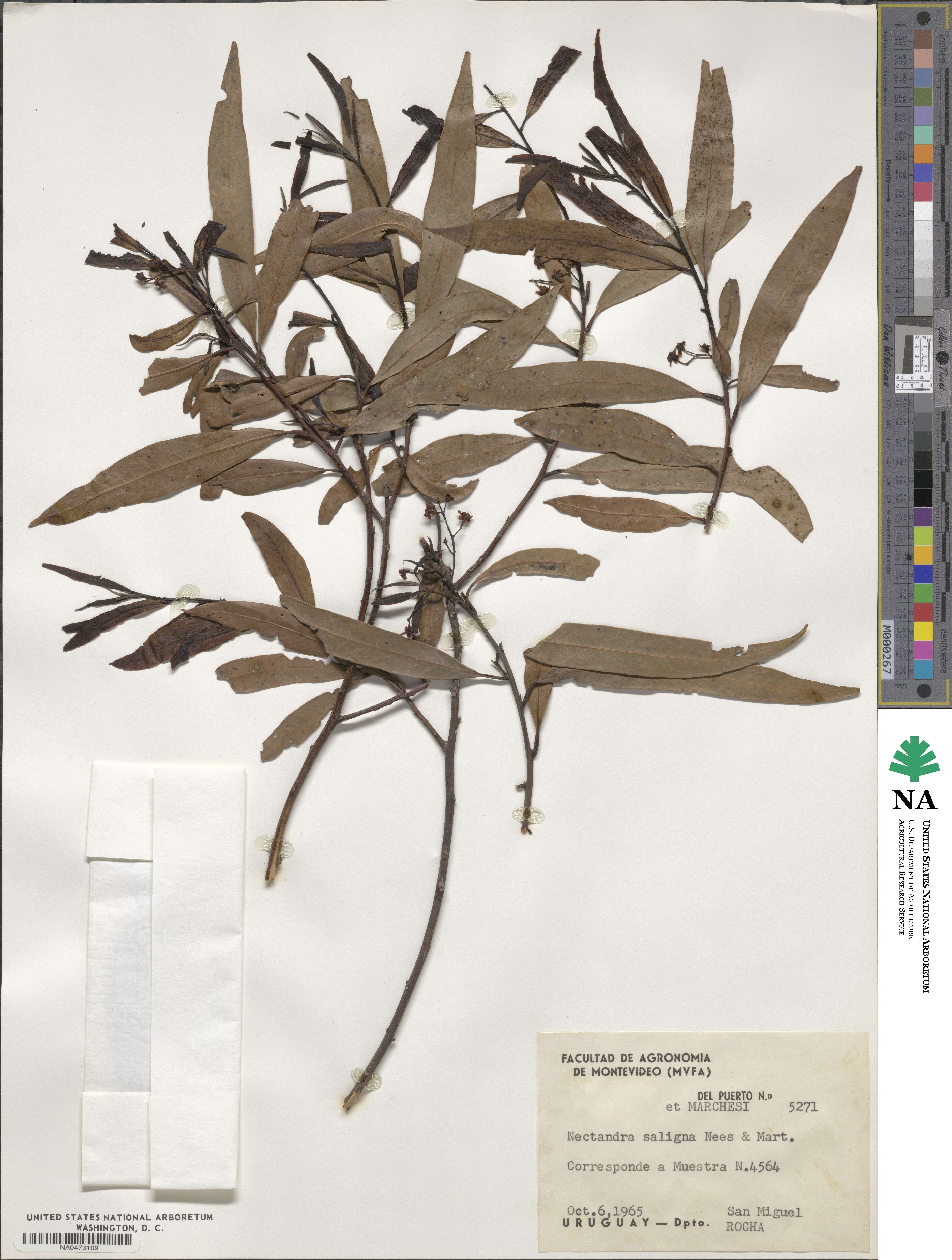 Nectandra megapotamica image