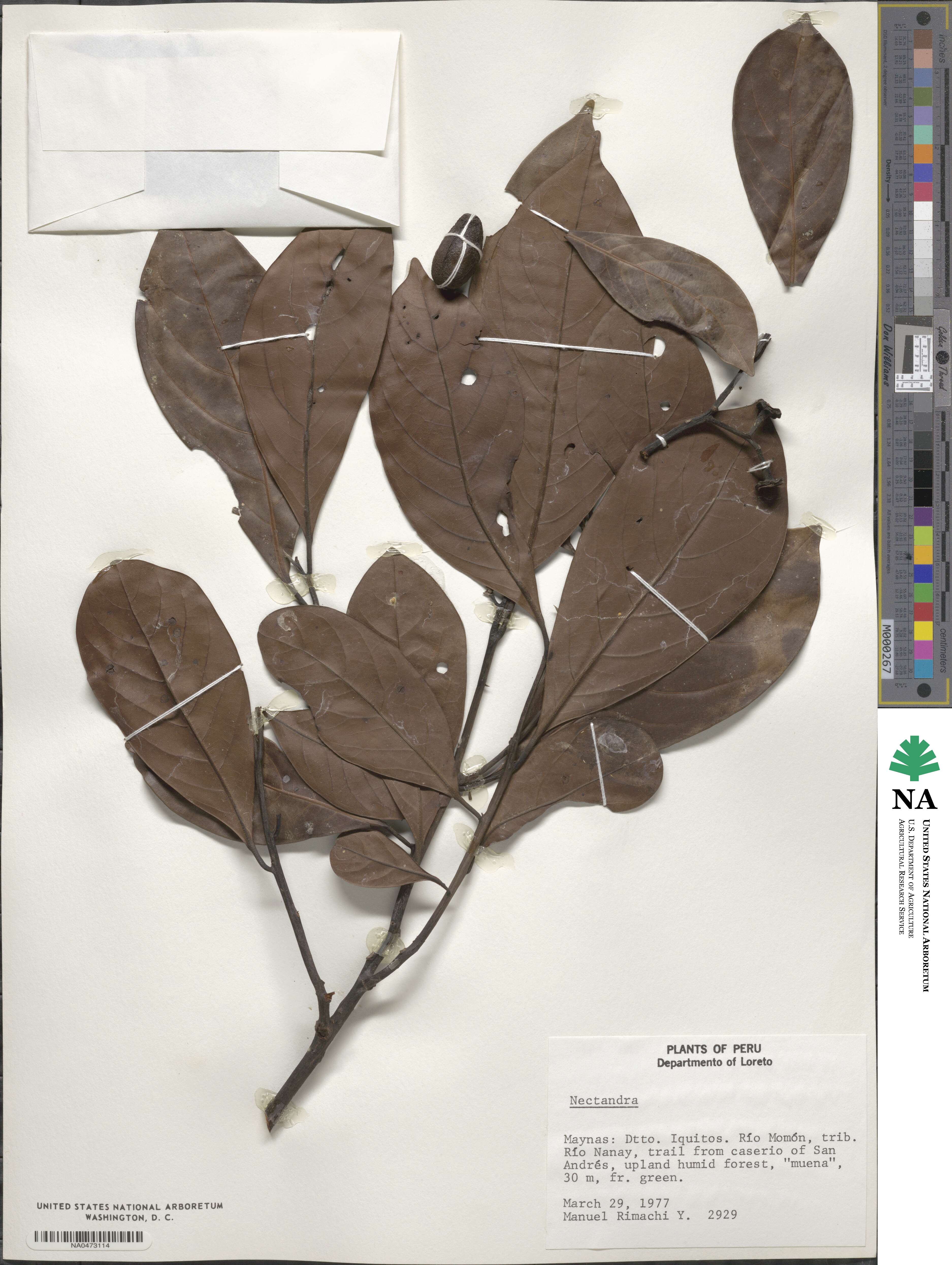 Nectandra image