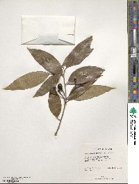 Nectandra coriacea image