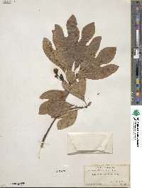 Sassafras albidum image