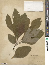 Sassafras albidum image