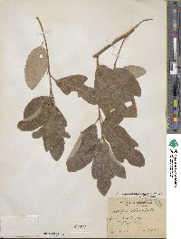 Sassafras albidum image