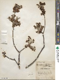 Sassafras albidum image