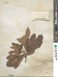 Sassafras albidum image