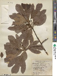 Sassafras albidum image