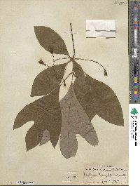 Sassafras albidum image