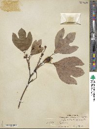 Sassafras albidum image