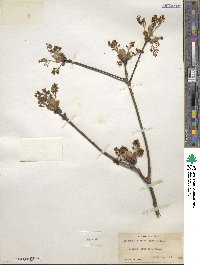 Sassafras albidum image