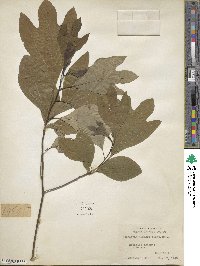 Sassafras albidum image