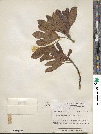 Sassafras albidum image