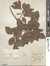 Sassafras albidum image