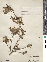 Sassafras albidum image