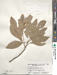 Sassafras albidum image