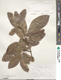 Sassafras albidum image