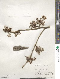 Sassafras albidum image