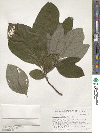 Sassafras albidum image