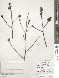 Sassafras albidum image