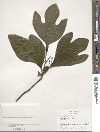 Sassafras albidum image