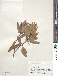 Sassafras albidum image