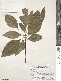 Sassafras albidum image