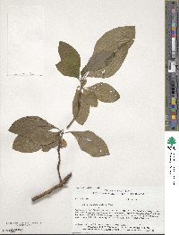 Sassafras albidum image