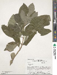 Sassafras albidum image